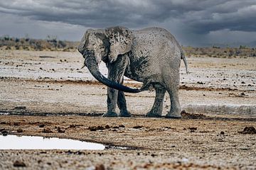 Elefant kühlt sich ab an einem Wasserloch in Namibia, Afrika von Patrick Groß