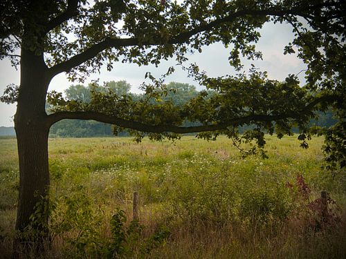 Polder sur Monique Verlouw