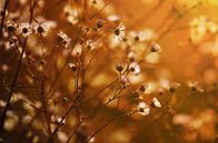 Blumenwiese von zwergl 0611 Miniaturansicht