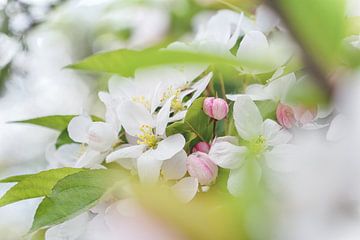 Doorkijkje naar zachte, witte bloesem van Arja Schrijver Fotografie