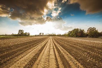 Harvesting potatoes 2 by Andy Troy