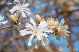 twig with white magnolia blossoms, blurry branches by SusaZoom