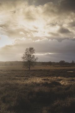 Ginkel Heath Evening Light, Netherlands by Imladris Images