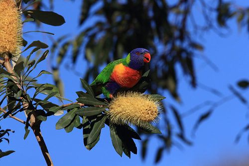 Regenbooglori, in de natuurlijke habitat, Queensland, Australië
