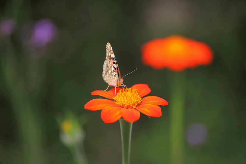 Schmetterling von Thomas Jäger