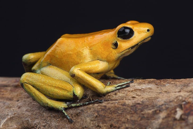 Gelbgold-Giftfrosch (Phyllobates terribilis) von Ronald Pol