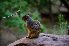 Totally at ease by Frank's Awesome Travels