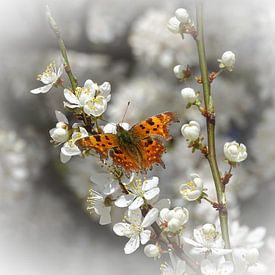 Vlinder op mirabel bloem