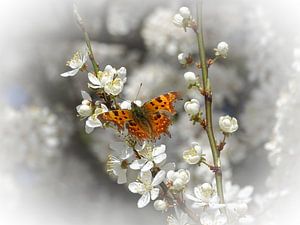 Vlinder op mirabel bloem van Angélique Vanhauwaert