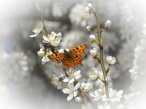 Papillon sur fleur de mirabelle sur Angélique Vanhauwaert