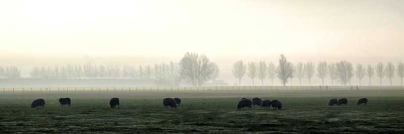 Schaapjes in de ochtendmist von Bob Bleeker