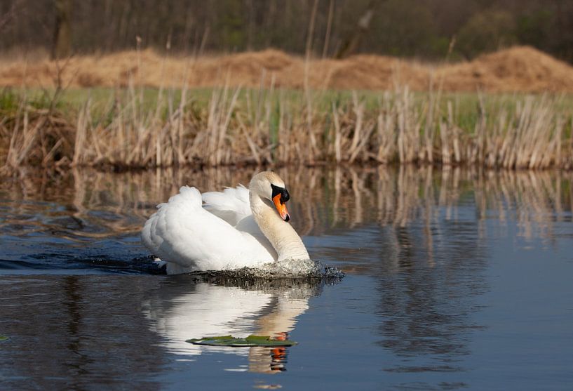 Cygne par Corrie Post