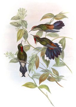Herran's Thorn-Bill, John Gould van Hummingbirds