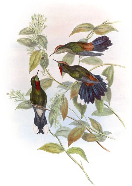 Herrans Thorn-Bill, John Gould von Hummingbirds