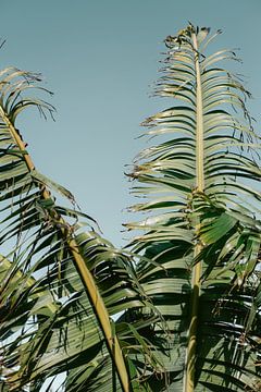 Botanische bananenboom | Gran Canaria Canarische Eilanden | Fotoprint reisfotografie Spanje van HelloHappylife