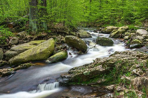 Bergbeek in gemengd bos van Harzwald Fotograf