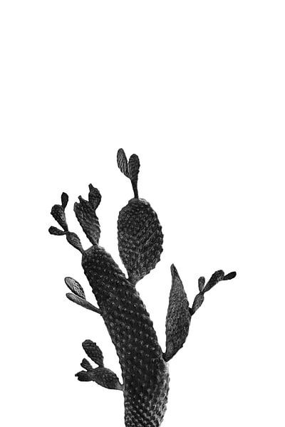 Cactus noir et blanc 02 par amini54 
