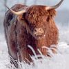 schotsehooglander in de winter van Henri van Rheenen