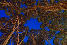 Scary trees von Laura Vink