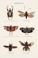 Vintage schoolplaat met insecten