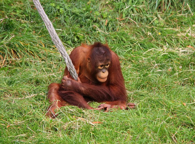 Jeune orang-outan. par Jose Lok