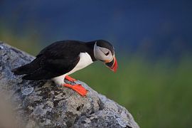 Papegaaiduikers Noorwegen