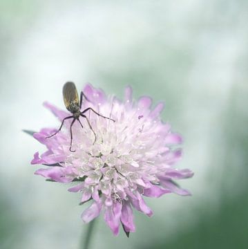 the balance of life von bob van den berg