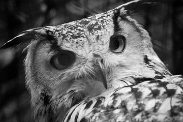 Owl van Margo Smit
