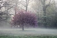 Lenteboom