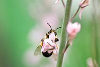 Wasp in pink flower