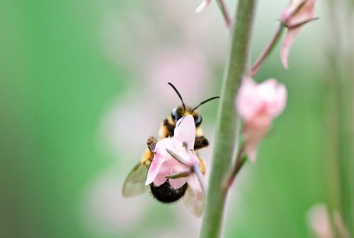 Wesp in roze bloem