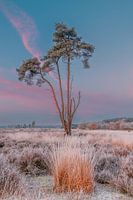 De loonse drunese duinen voor zonsopkomst met rijp op de velden