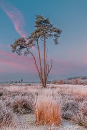 Die loonse drunese Dünen vor Sonnenaufgang mit Raureif auf den Feldern von Rob Saly