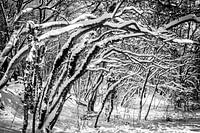 Winter in Bergherbos