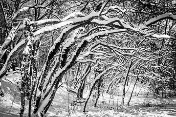 Winter in Bergherbos van Davy Hansen
