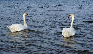 paire de cygnes sur Babetts Bildergalerie