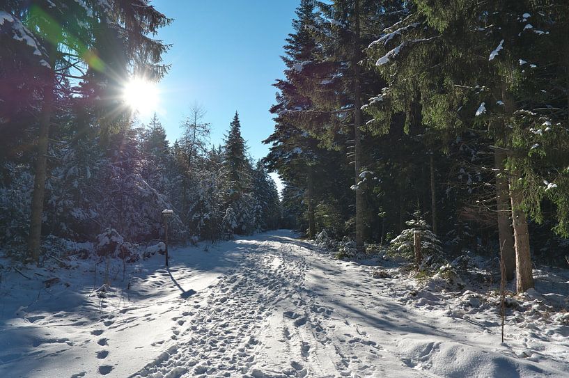 Wald von Daniel Dorst