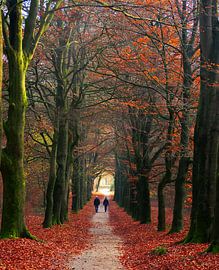 To the Light (Wandeling naar het Licht)