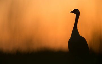 Canadese gans van Erik van Velden