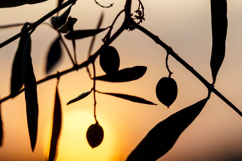 Olijven bij zonsondergang van ton vogels