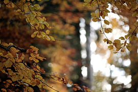 herbst