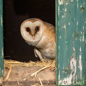 Barn owl in window frame by Hillebrand Breuker