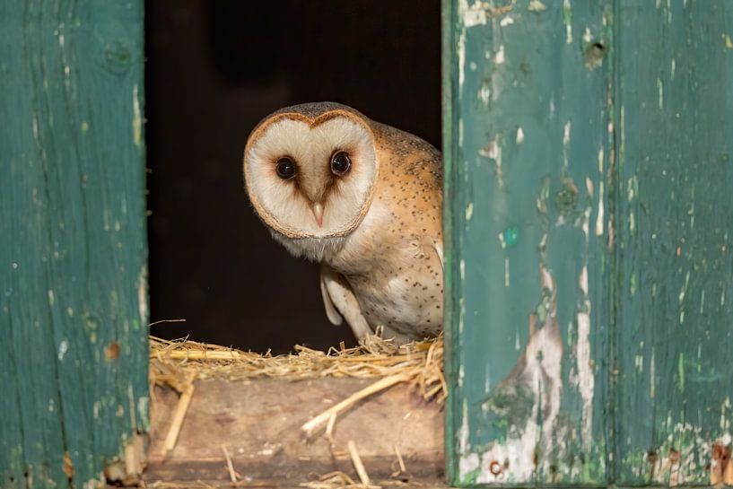 Barn owl in window frame by Hillebrand Breuker