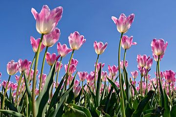 Roze tulpen by Jeannette Penris