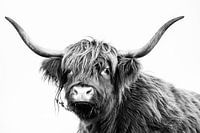 Trendy Schotse Hooglander in zwart-wit