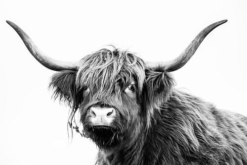Le Highlander écossais en noir et blanc
