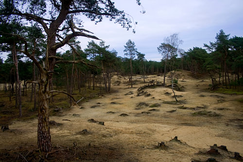 Zandvlakte bij Austerlitz
