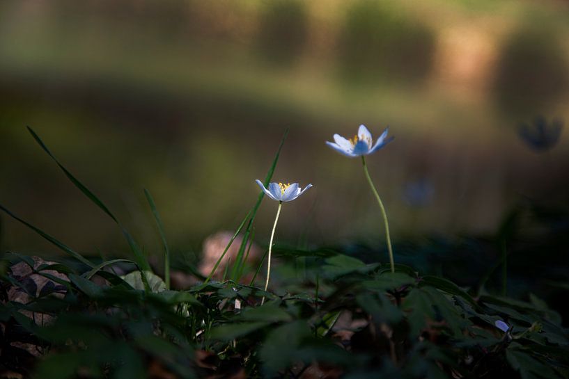 Kleine weiße Blumen im Wald von Petro Luft