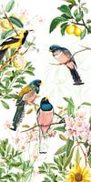 Tropische vogels