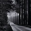 Abandoned road in the Speulder forest by Ton de Koning thumbnail